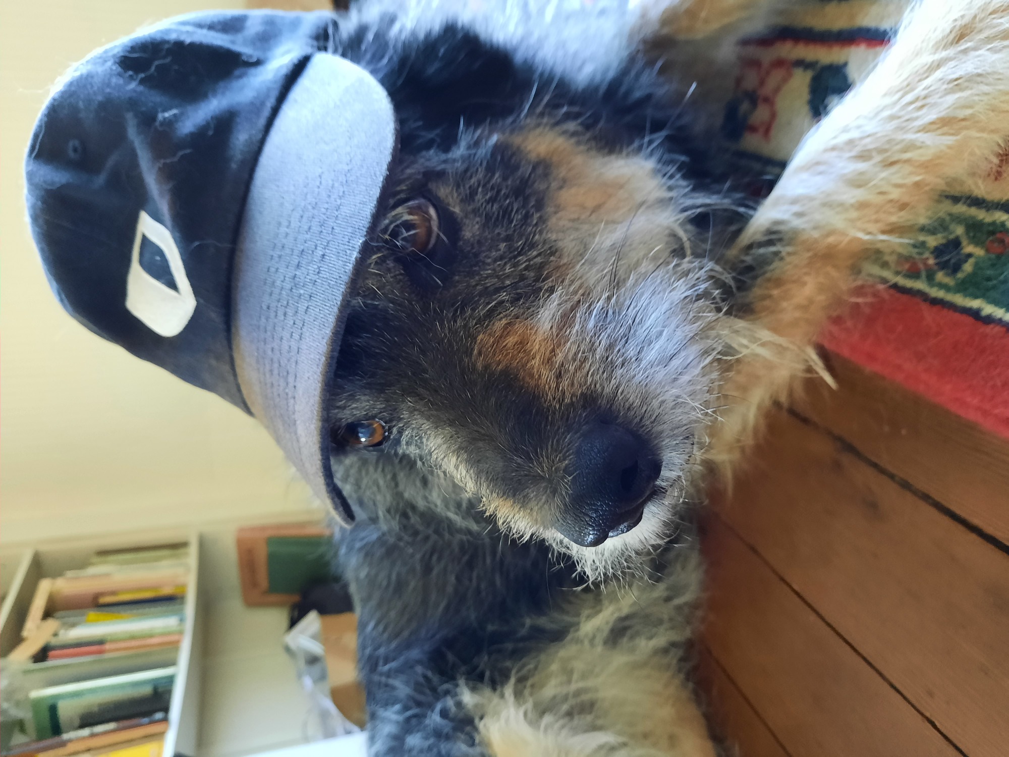 A dog wearing a Bitwarden hat